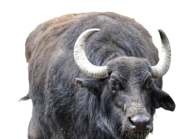 istock Domestic water buffalo (Bubalus bubalis) isolated on white 2162657276