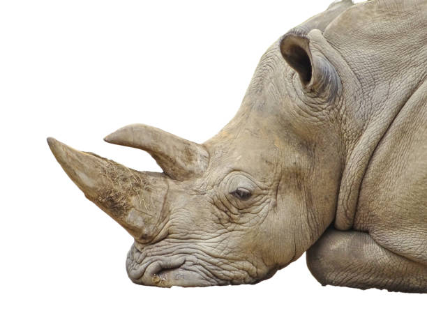istock A white rhino isolated on white 2162657329