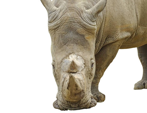 A big male white rhinoceros is walking in a zoo, animal wildlife portrait photography