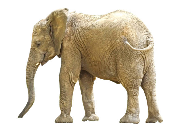 istock Little african elephant isolated on white 2162657421