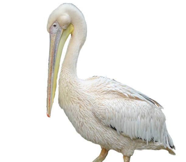 istock Pelican isolated on white background 2162657455