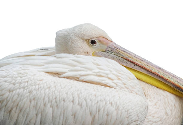 Pelican isolated on white background
