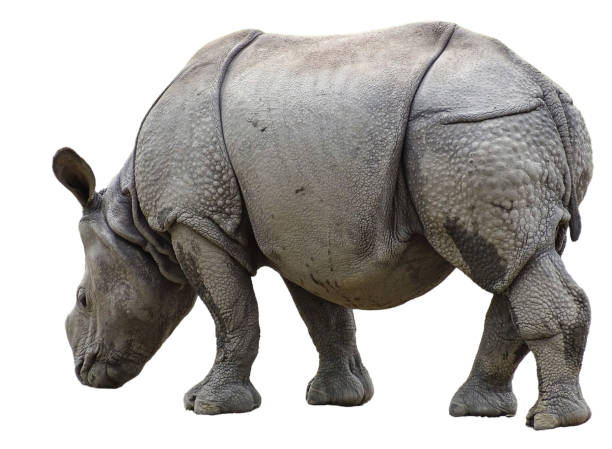 istock A little Indian rhinoceros isolated on white 2162657502