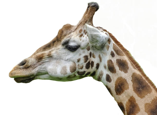 istock The head of a giraffe isolated on white 2162657507
