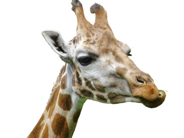 istock The head of a giraffe isolated on white 2162657520