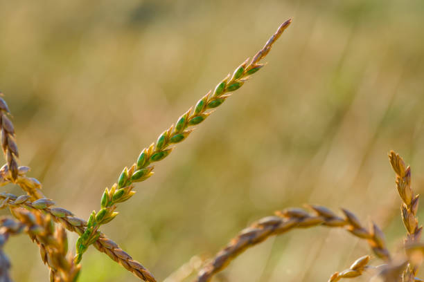 ripening ear of spelt close-up in the sunset rays