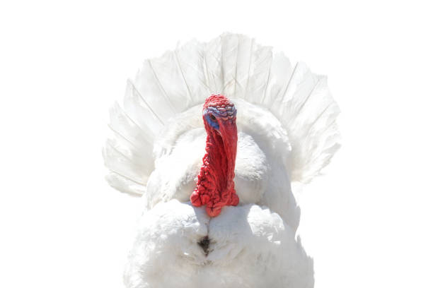 white turkey close-up portrait isolated on white , Thanksgiving Day