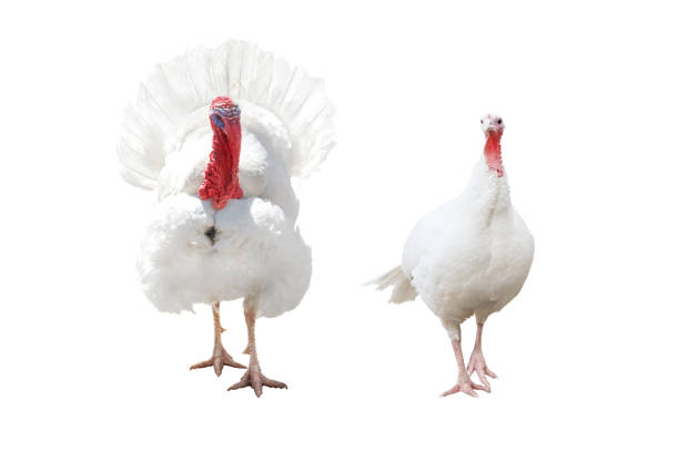 istock he and she turkey isolated on white 2162659653