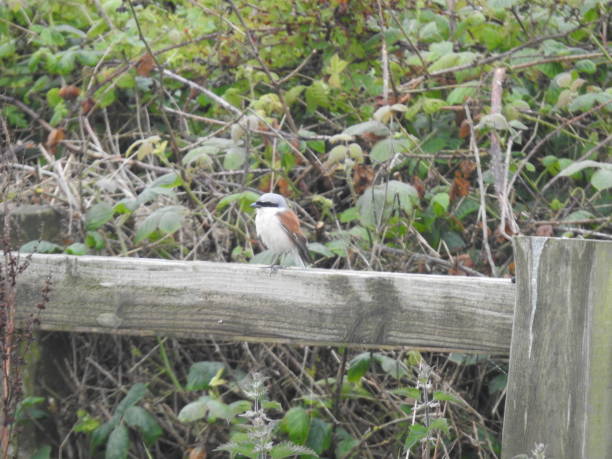 istock Male Red-backed Shrike perching on fence 2162659878