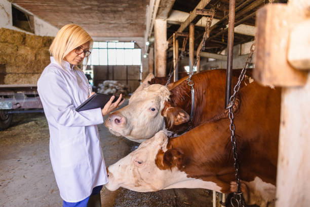 istock Female veterinarian working at farm 2162659966