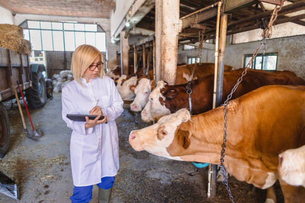 istock Female veterinarian in lab coat working at farm 2162660426