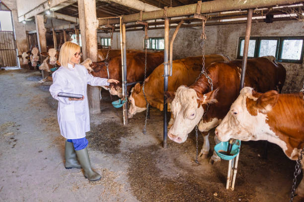 istock Veterinarian in lab coat working at farm 2162660465