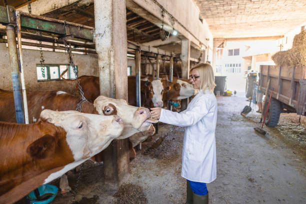 istock Veterinarian working at farm 2162660615