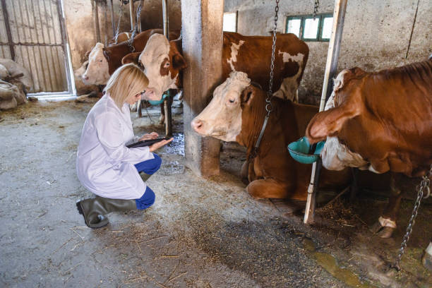istock Veterinarian working at farm 2162660741