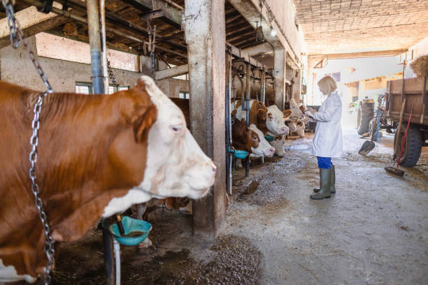 istock Veterinarian working at farm 2162660789