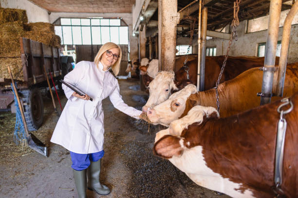 istock Veterinarian in lab coat working at farm 2162661079
