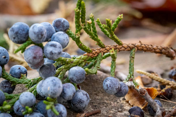Closeup Juniper Berries on forest floor