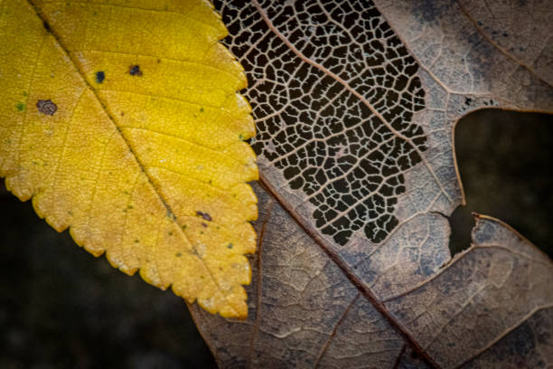 Closeup photo of yellow and dead leaf on forest floor rogers arkansas hiking trail