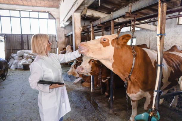 istock Veterinarian working at farm 2162661702