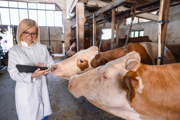 istock Veterinarian working at farm 2162661900
