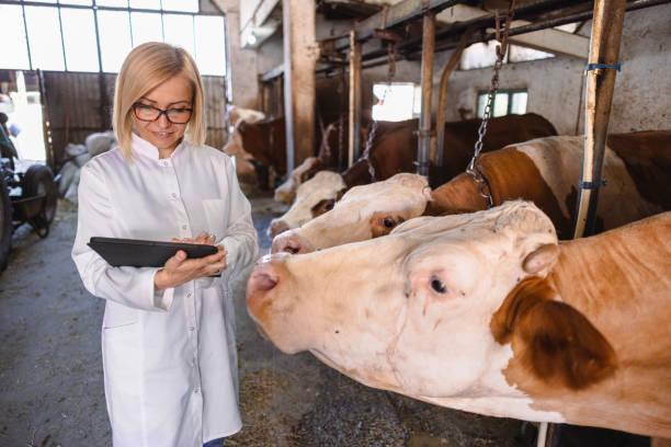 istock Veterinarian working at farm 2162661980