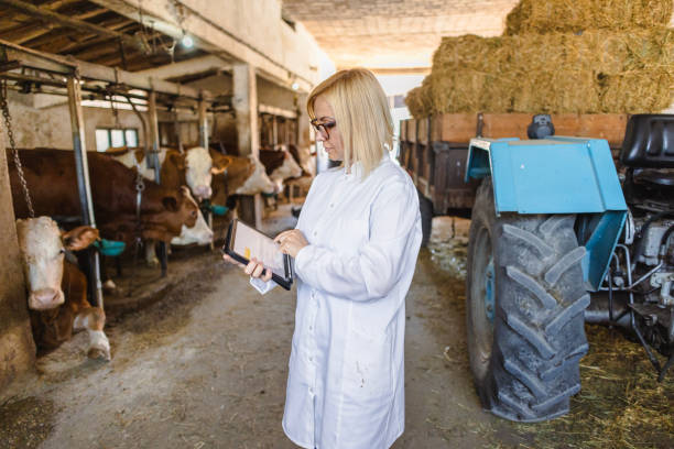 istock Veterinarian working at farm 2162662103