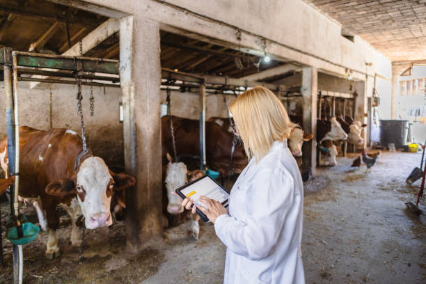 istock Veterinarian working at farm 2162662196
