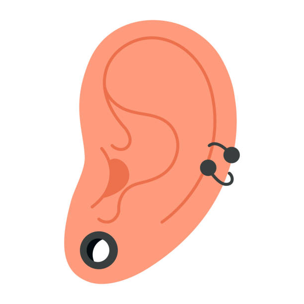 Human Ear tunnel and helix piercing. flat style Vector color illustration Ear tunnel and helix piercing. Hand drawn trendy flat style isolated human ear with Metal helix, tunnel earrings. Stretched piercing. Big hole in the earlobe Vector illustration cartilage piercings stock illustrations