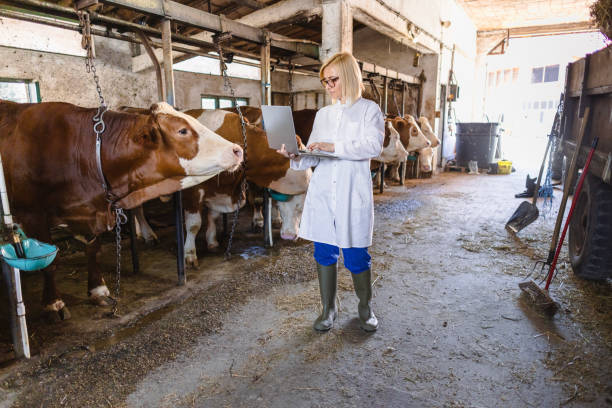 istock Veterinarian on the farm 2162662505