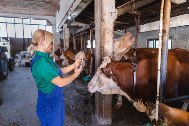 Female worker using mobile phone on the modern dairy farm