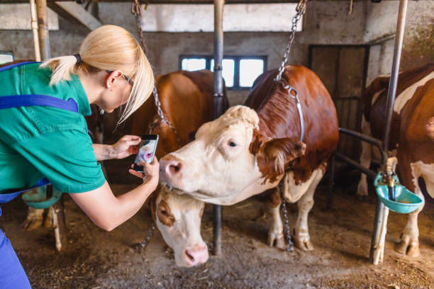 istock Female worker using mobile phone on the farm 2162662624