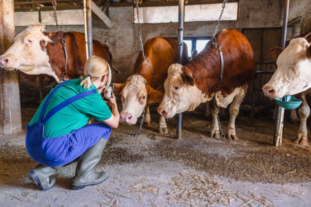 istock Female worker using mobile phone on the farm 2162662672