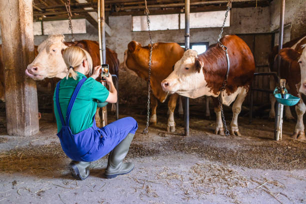 istock Female worker using mobile phone on the farm 2162662708