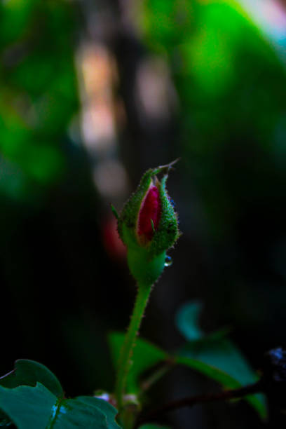 rose buds that have not yet bloomed