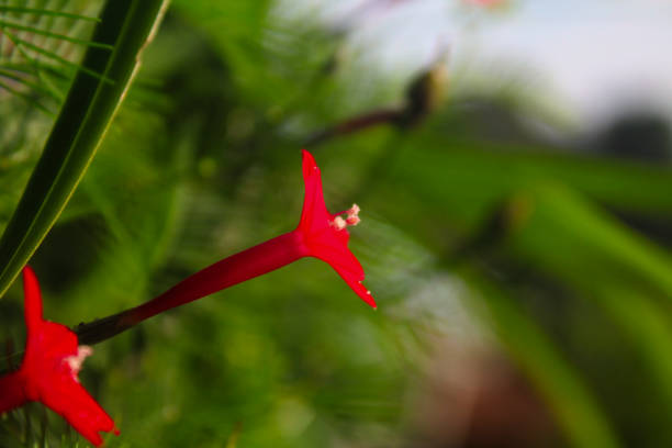 Red Cypress Vine Star Flower