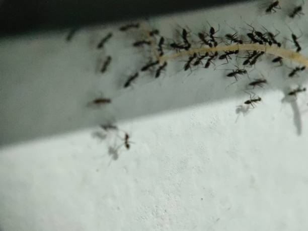 istock Ant colonies carry food as a group 2162665357