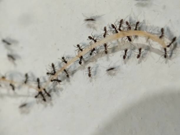 istock Ant colonies carry food as a group 2162666410