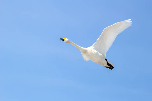 istock Swan Flying in a Clear Blue Sky 2162666498