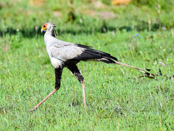 Secretary bird in search for grasshoppers in the tall grasses of the savanna.Taken in the Masai Mara, Kenya, Africa