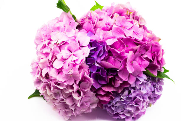 Purple hydrangea also known as  hortensia flowers isolated  on white background