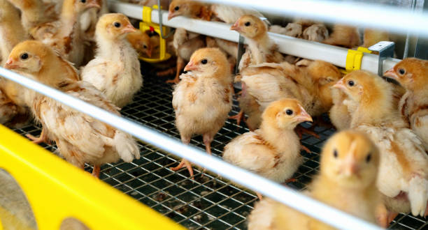 istock Cute Isa brown chicks in cage in at poultry farm. 2162669765