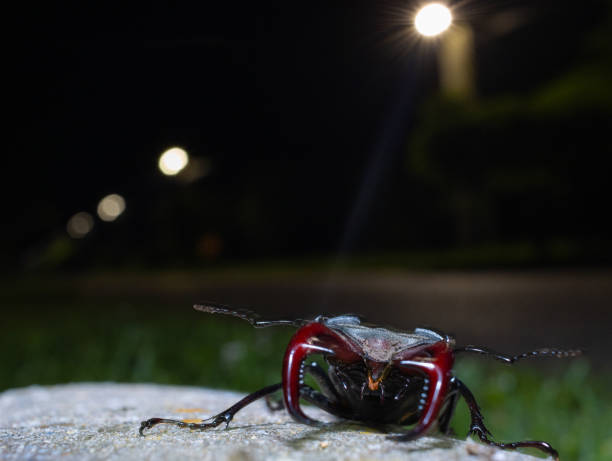 Male stag beetle sitting on a stone next to a road at night