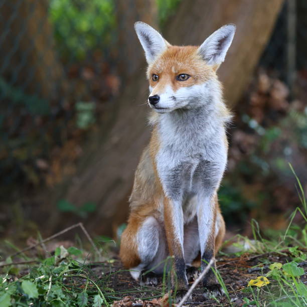 istock Female fox sitting patiently 2162670770