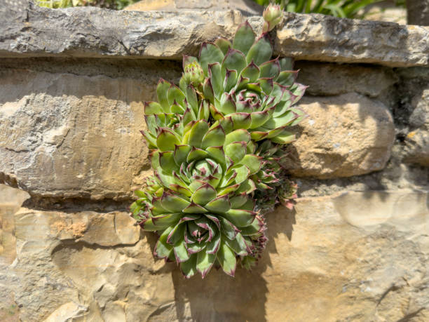 istock sempervivum succulent plant on wall with copy space 2162671962