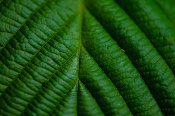 A macro photo captures the intricate details of a leaf's veins, showcasing its vibrant green texture and delicate structure.