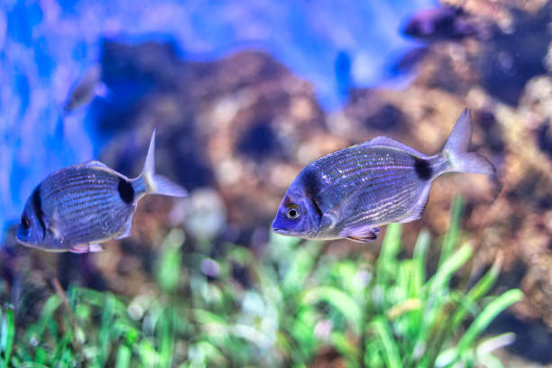 istock Fish swimming in aquarium with grass and rocks 2162673911