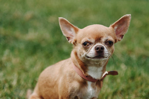 istock brown dog walks in park 2162674294
