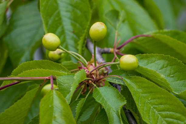 Ripening cherry fruits. Green cherries on a branch. Unripe fruits of a cherry tree.