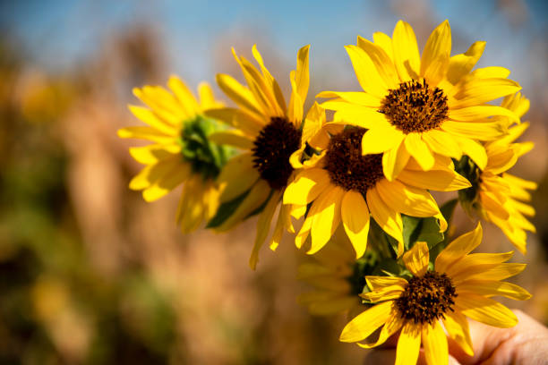Closeup of a sunflower bouquet in the field outdoor. Hand holds a bouquet of sunflowers. Agriculture, harvesting, florist