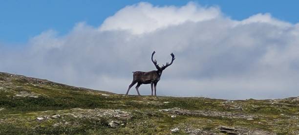 istock Reindeer in Swedish mountains 2162679739